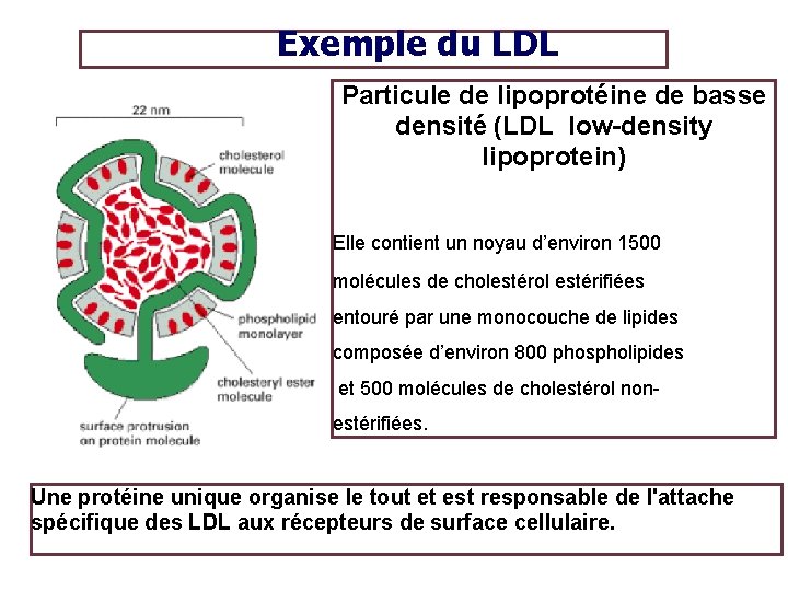 Exemple du LDL Particule de lipoprotéine de basse densité (LDL low-density lipoprotein) Elle contient