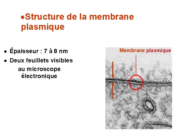 ·Structure de la membrane plasmique · Épaisseur : 7 à 8 nm · Deux