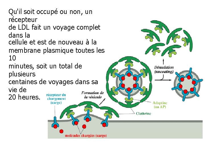 Qu'il soit occupé ou non, un récepteur de LDL fait un voyage complet dans