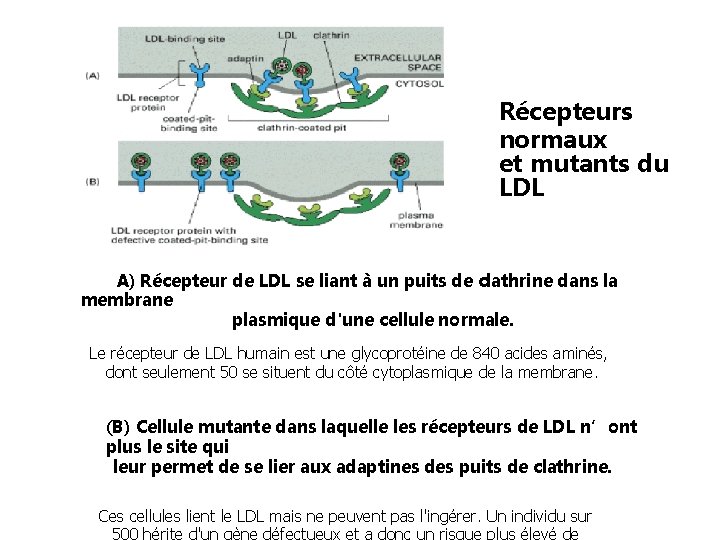Récepteurs normaux et mutants du LDL A) Récepteur de LDL se liant à un