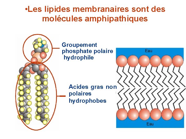  • Les lipides membranaires sont des molécules amphipathiques Groupement phosphate polaire hydrophile Acides