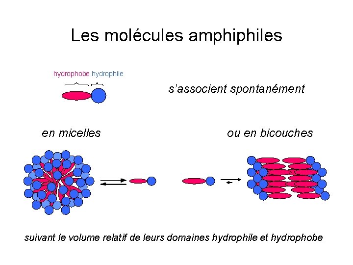Les molécules amphiphiles hydrophobe hydrophile s’associent spontanément en micelles ou en bicouches suivant le
