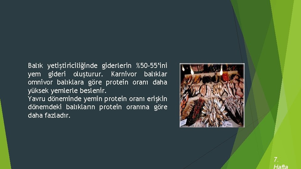 Balık yetiştiriciliğinde giderlerin %50 -55’ini yem gideri oluşturur. Karnivor balıklar omnivor balıklara göre protein