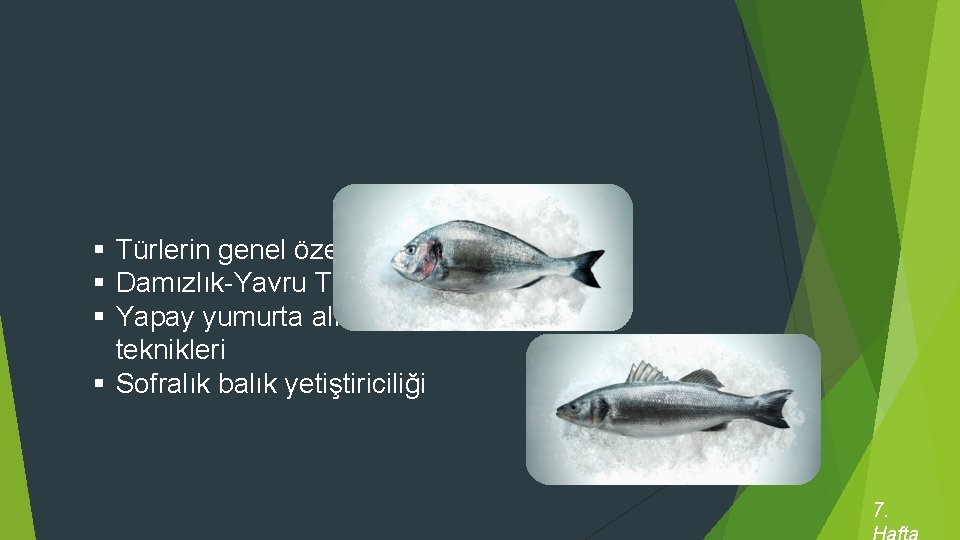 § Türlerin genel özellikleri § Damızlık-Yavru Temini § Yapay yumurta alım teknikleri § Sofralık