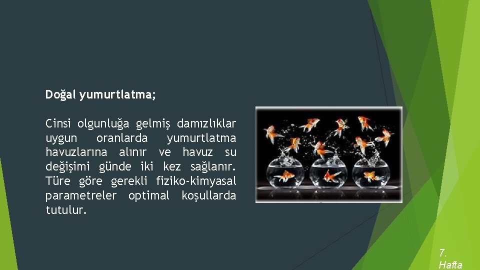 Doğal yumurtlatma; Cinsi olgunluğa gelmiş damızlıklar uygun oranlarda yumurtlatma havuzlarına alınır ve havuz su