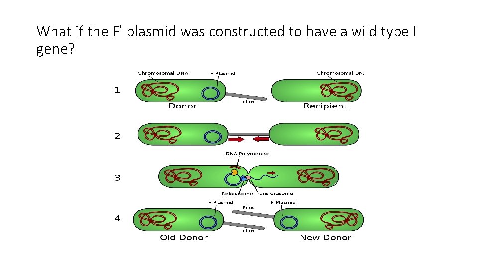 What if the F’ plasmid was constructed to have a wild type I gene?