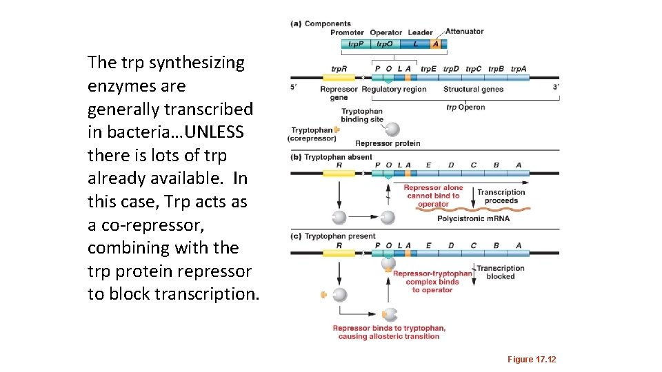 The trp synthesizing enzymes are generally transcribed in bacteria…UNLESS there is lots of trp