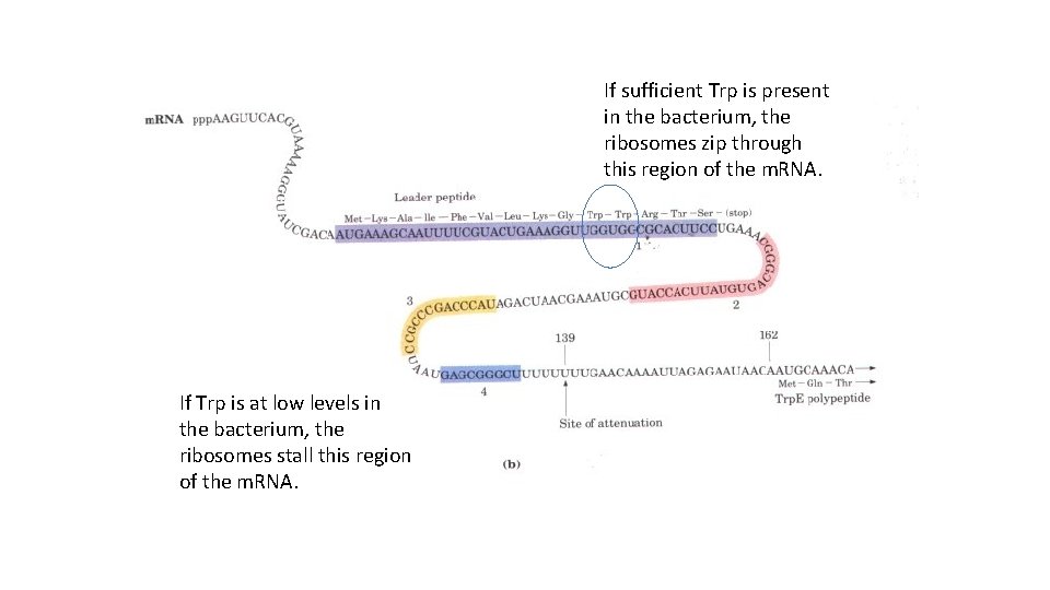 If sufficient Trp is present in the bacterium, the ribosomes zip through this region