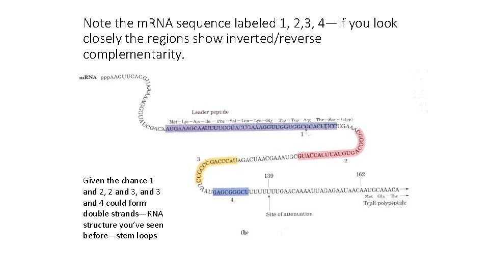 Note the m. RNA sequence labeled 1, 2, 3, 4—If you look closely the