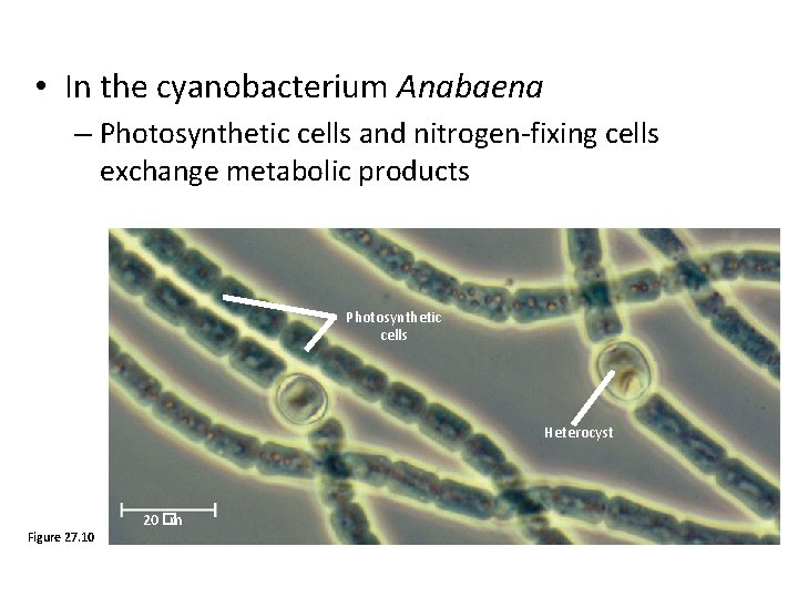  • In the cyanobacterium Anabaena – Photosynthetic cells and nitrogen-fixing cells exchange metabolic