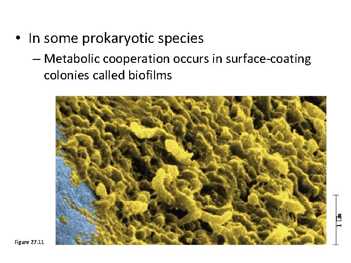  • In some prokaryotic species 1 �m – Metabolic cooperation occurs in surface-coating