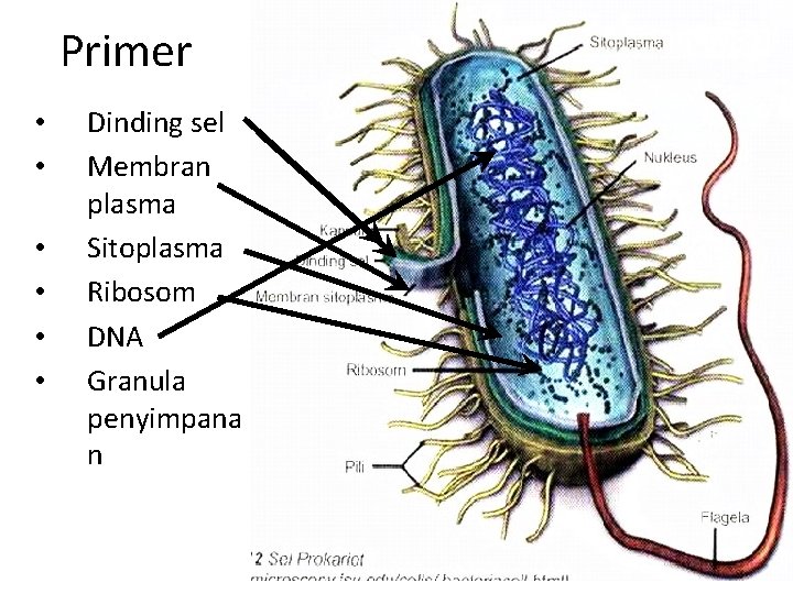 Primer • • • Dinding sel Membran plasma Sitoplasma Ribosom DNA Granula penyimpana n