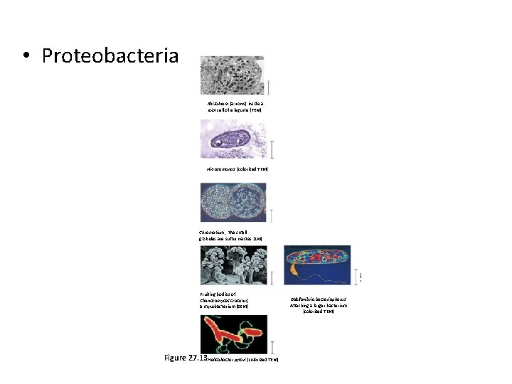 2. 5 �m • Proteobacteria 1 �m Rhizobium (arrows) inside a root cell of