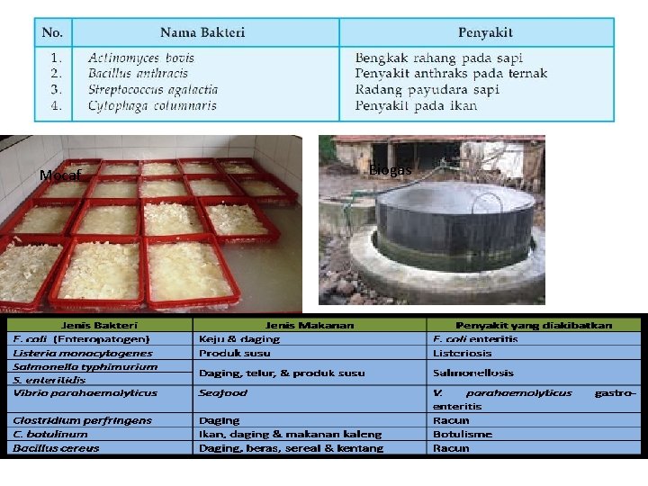 Mocaf Biogas 