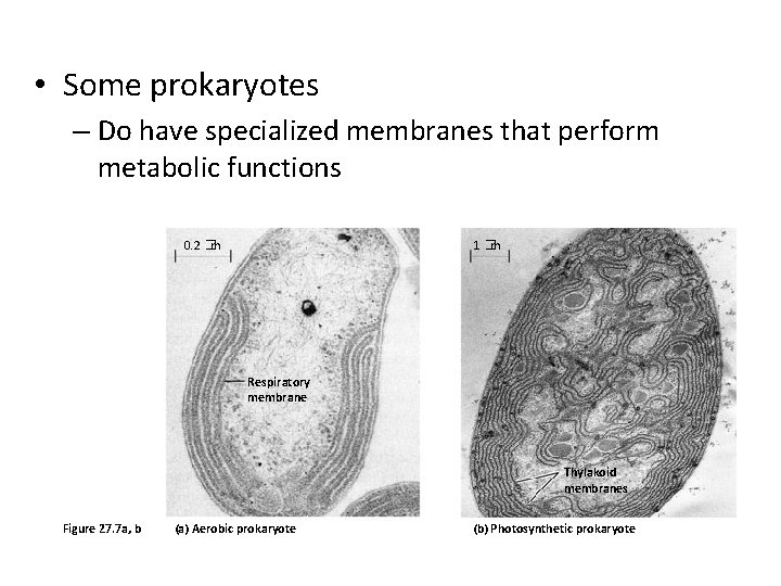  • Some prokaryotes – Do have specialized membranes that perform metabolic functions 0.