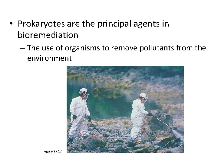  • Prokaryotes are the principal agents in bioremediation – The use of organisms