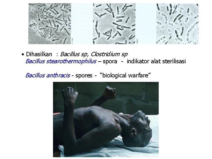  • Dihasilkan : Bacillus sp, Clostridium sp Bacillus stearothermophilus – spora - indikator