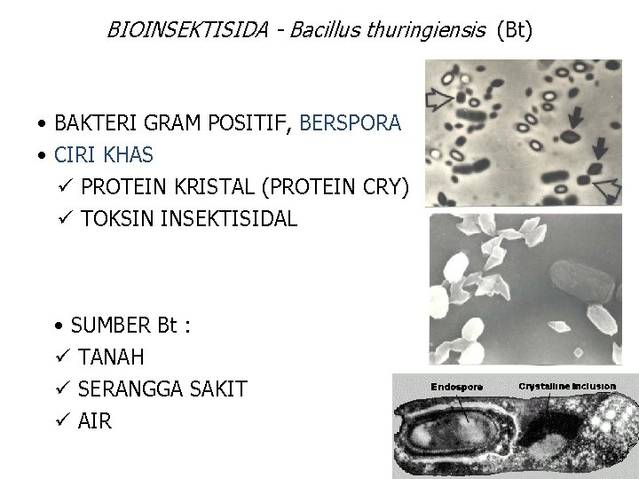 BIOINSEKTISIDA - Bacillus thuringiensis (Bt) • BAKTERI GRAM POSITIF, BERSPORA • CIRI KHAS ü