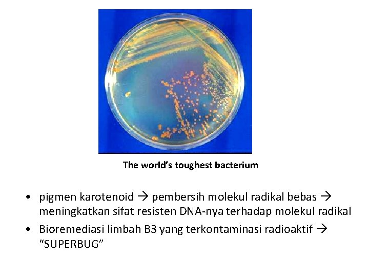 The world’s toughest bacterium • pigmen karotenoid pembersih molekul radikal bebas meningkatkan sifat resisten