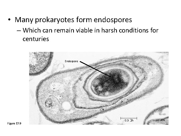  • Many prokaryotes form endospores – Which can remain viable in harsh conditions