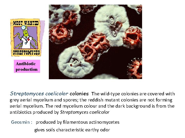 Antibiotic production Streptomyces coelicolor colonies The wild-type colonies are covered with grey aerial mycelium