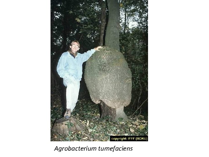 Agrobacterium tumefaciens 