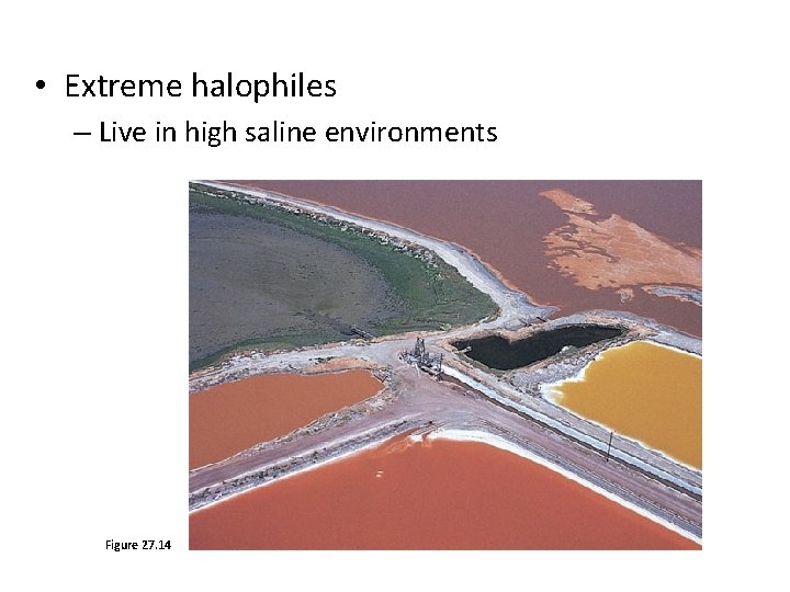  • Extreme halophiles – Live in high saline environments Figure 27. 14 