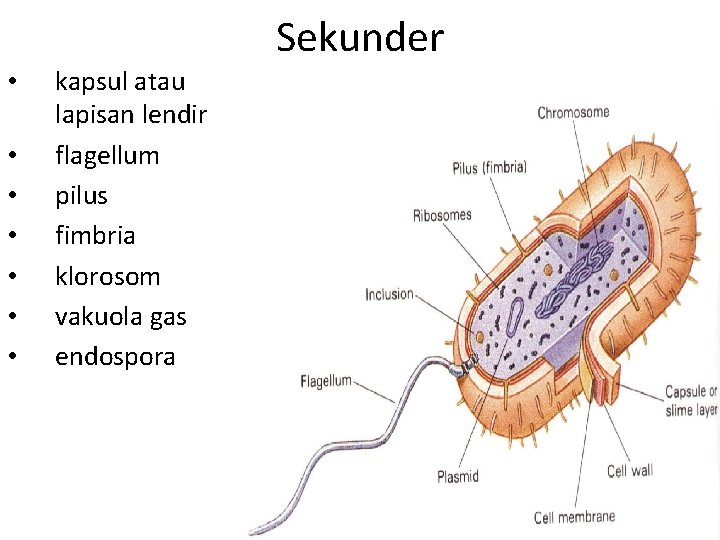 Sekunder • • kapsul atau lapisan lendir flagellum pilus fimbria klorosom vakuola gas endospora