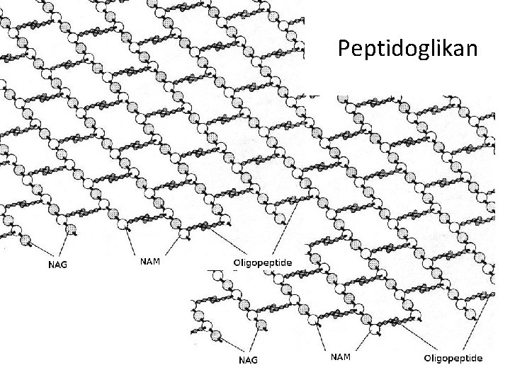 Peptidoglikan 