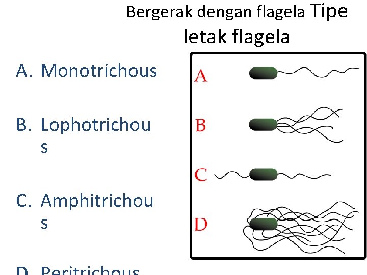 Bergerak dengan flagela Tipe letak flagela A. Monotrichous B. Lophotrichou s C. Amphitrichou s