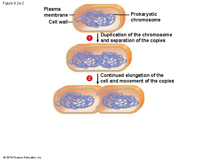Figure 8. 2 a-2 Plasma membrane Cell wall © 2015 Pearson Education, Inc. Prokaryotic