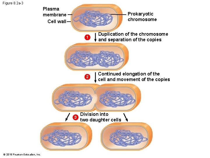 Figure 8. 2 a-3 Plasma membrane Cell wall Prokaryotic chromosome 3 © 2015 Pearson