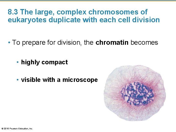 8. 3 The large, complex chromosomes of eukaryotes duplicate with each cell division •