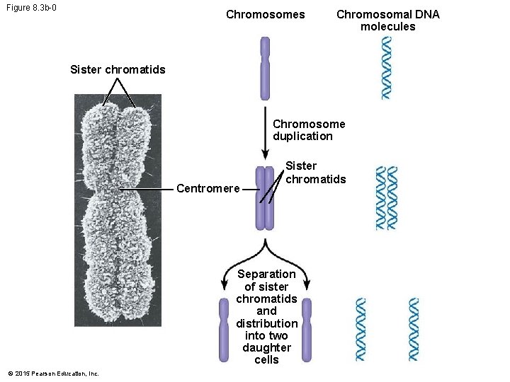 Figure 8. 3 b-0 Chromosomes Chromosomal DNA molecules Sister chromatids Chromosome duplication Centromere Sister