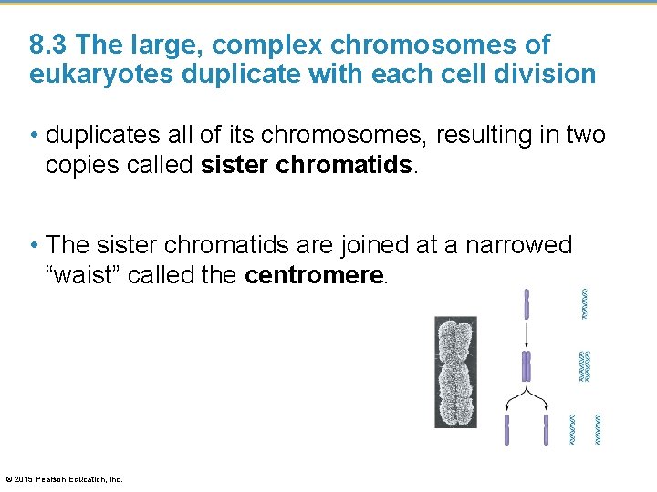 8. 3 The large, complex chromosomes of eukaryotes duplicate with each cell division •