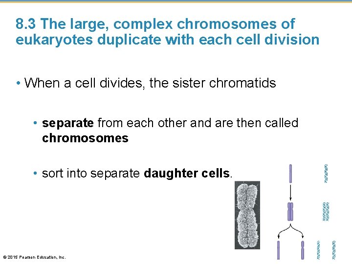 8. 3 The large, complex chromosomes of eukaryotes duplicate with each cell division •