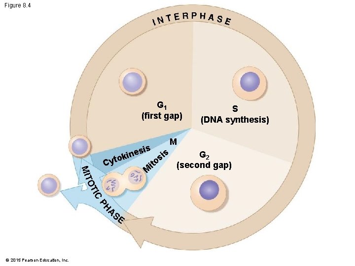 Figure 8. 4 G 1 (first gap) M S (DNA synthesis) sis is e