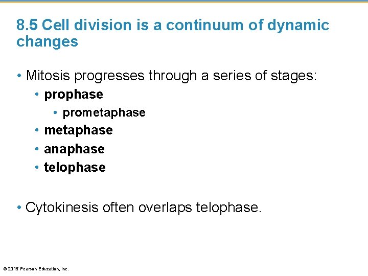 8. 5 Cell division is a continuum of dynamic changes • Mitosis progresses through