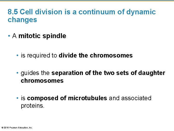 8. 5 Cell division is a continuum of dynamic changes • A mitotic spindle
