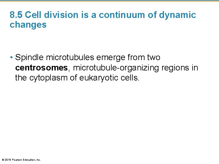 8. 5 Cell division is a continuum of dynamic changes • Spindle microtubules emerge