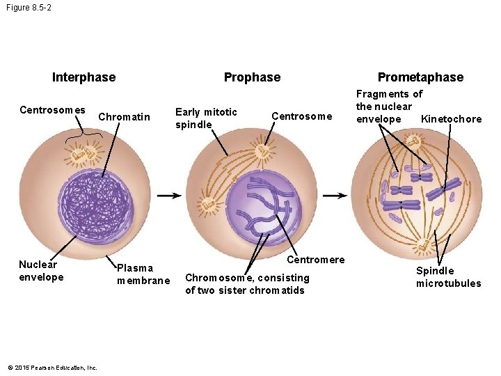 Figure 8. 5 -2 Prophase Interphase Centrosomes Nuclear envelope © 2015 Pearson Education, Inc.
