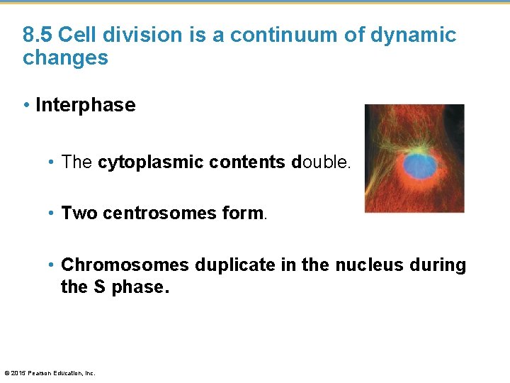 8. 5 Cell division is a continuum of dynamic changes • Interphase • The