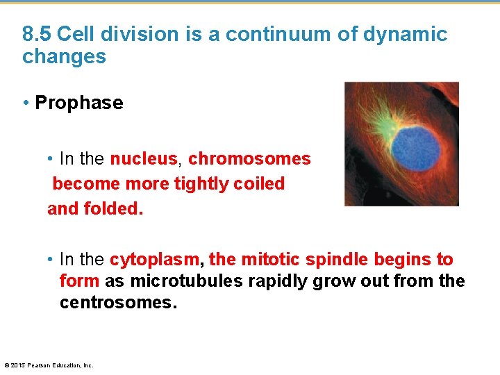 8. 5 Cell division is a continuum of dynamic changes • Prophase • In