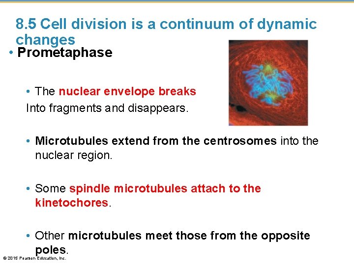 8. 5 Cell division is a continuum of dynamic changes • Prometaphase • The