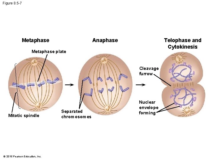 Figure 8. 5 -7 Anaphase Metaphase Telophase and Cytokinesis Metaphase plate Cleavage furrow Mitotic