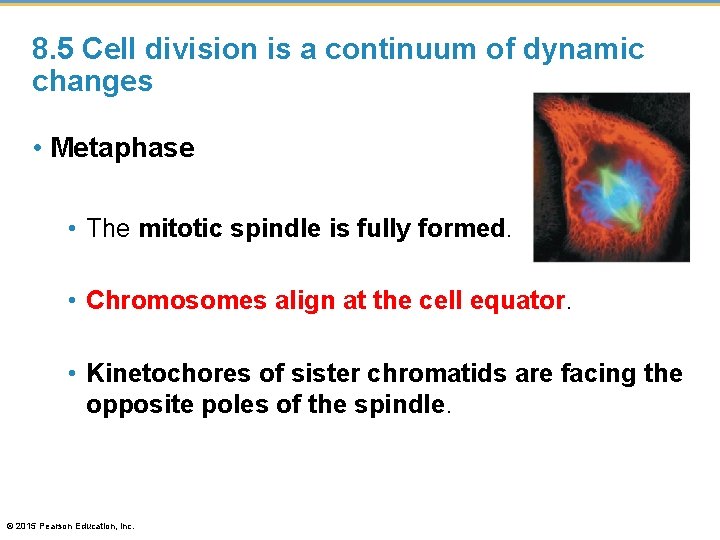 8. 5 Cell division is a continuum of dynamic changes • Metaphase • The