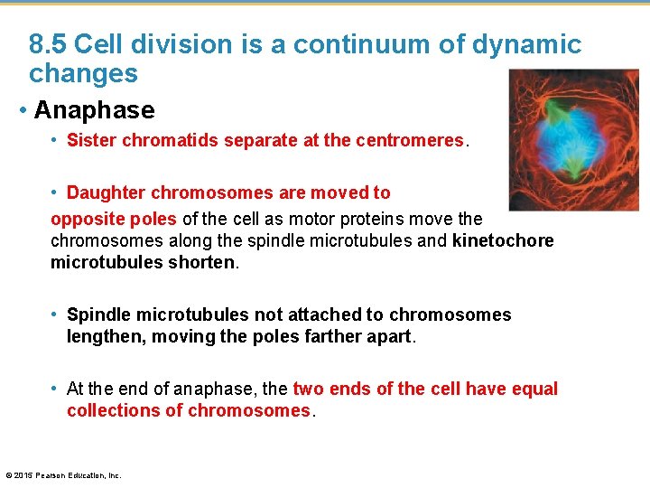 8. 5 Cell division is a continuum of dynamic changes • Anaphase • Sister