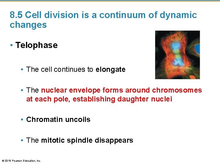 8. 5 Cell division is a continuum of dynamic changes • Telophase • The