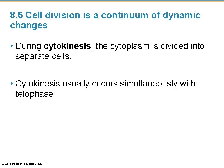 8. 5 Cell division is a continuum of dynamic changes • During cytokinesis, the