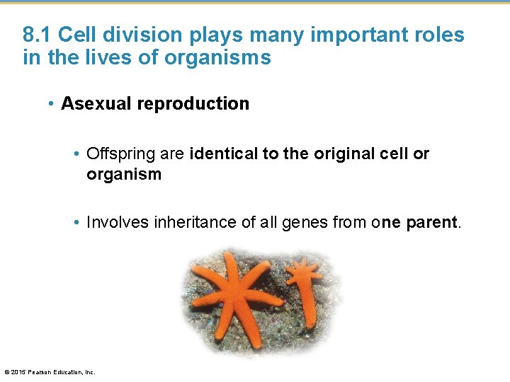 8. 1 Cell division plays many important roles in the lives of organisms •
